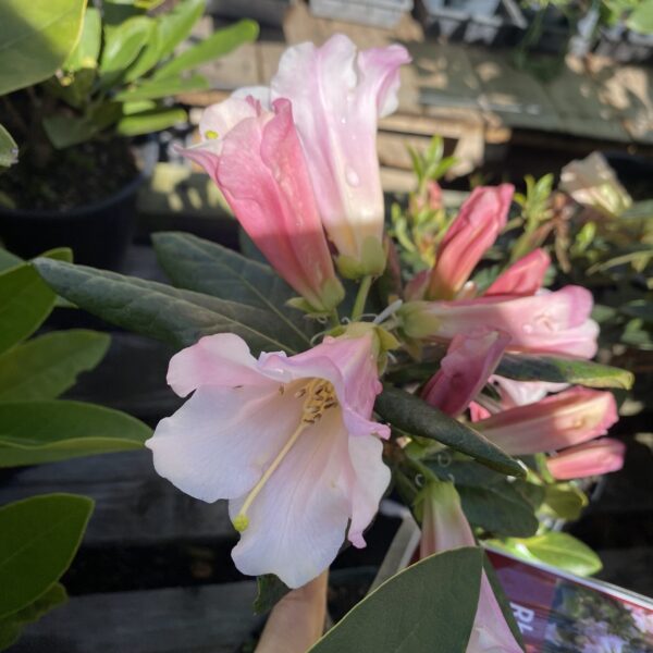 Rhododendron 'Countess of Haddington' 7L