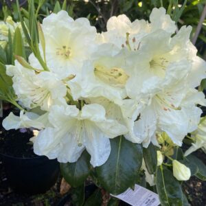 Rhododendron 'Lemon Lodge' 25L