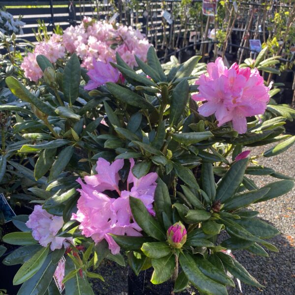 Rhododendron 'Jodi King'  25L