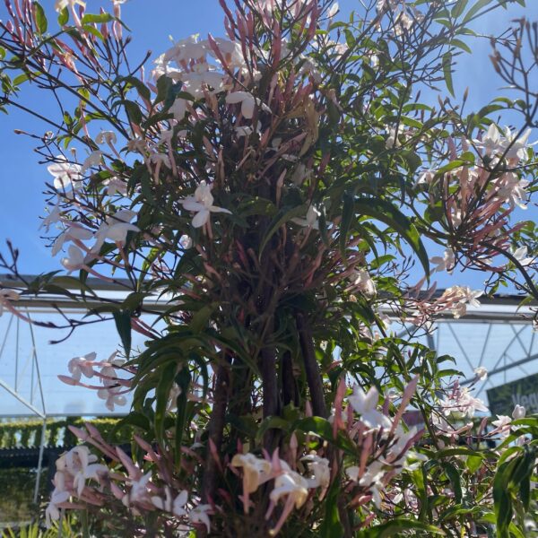 Jasminum 'Polyanthum' 3.3L