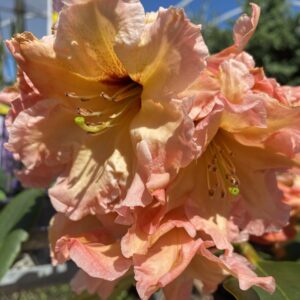 Rhododendron 'Twice as Nice' 7.5L
