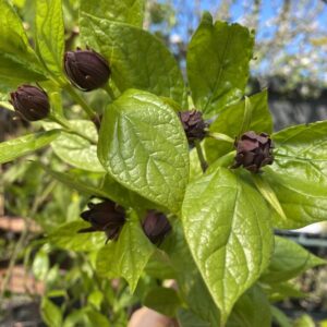 Calycanthus 'Floridus' 2L