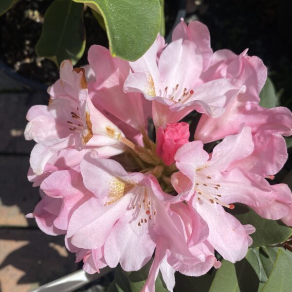 Rhododendron 'Bashful' 3L