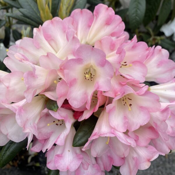 Rhododendron 'Apple Brandy' 25L