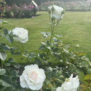 Rose 'Luminis'