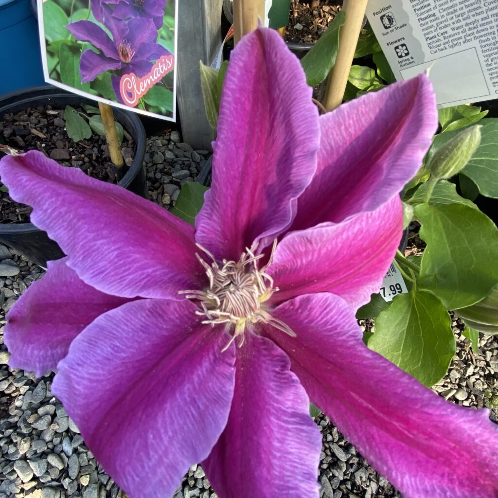 clematis-mr-president-2l-lushingtons