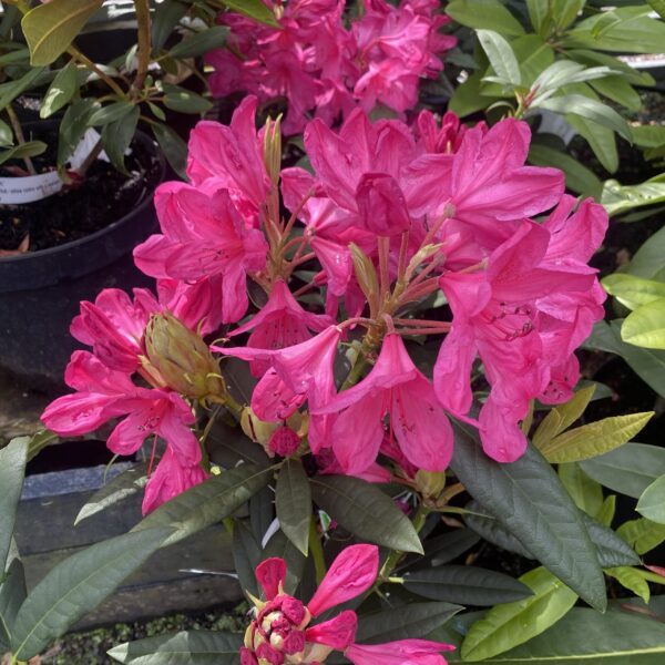 Rhododendron 'King Cerise' 7.5L