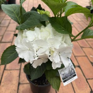 Hydrangea macrophylla 'Snowball' syn: H. Schneeball) 7.5L