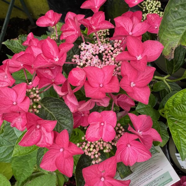 Hydrangea 'Strawberries Cream' 2L