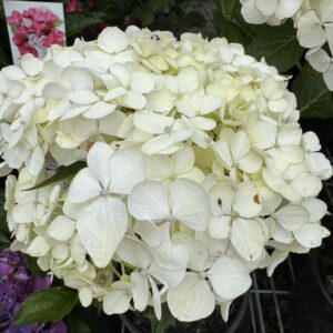 Hydrangea 'Princess Juliana' 7.5L