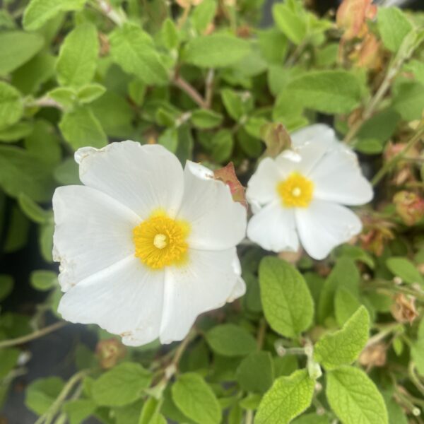 Cistus 'Snowmound' 2.5L