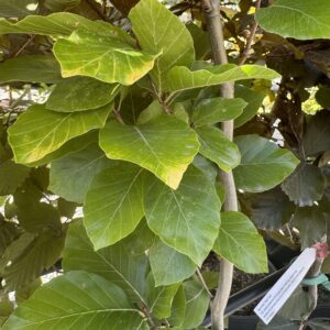 Fagus sylvatica 'Dawyck Gold' 4L