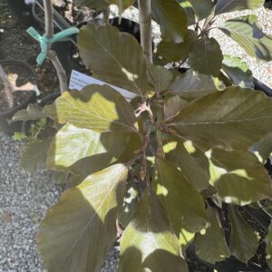 Fagus sylvatica 'Purple Fountain' 4L
