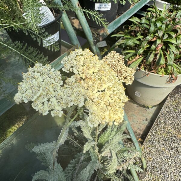 Achillea 'Autumn Anthea' 1.5L