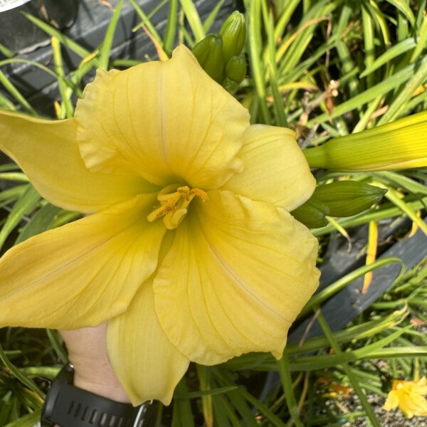 Hemerocallis 'Stella Bella' 1.5L