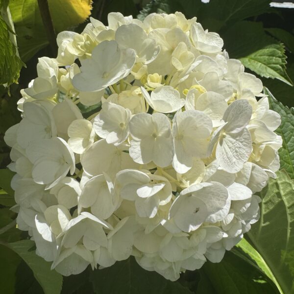 Hydrangea 'Bridal Bouquet' 7.5L