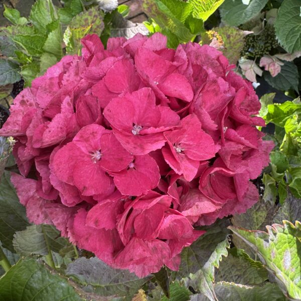 Hydrangea 'Bloody Marvellous' 9L