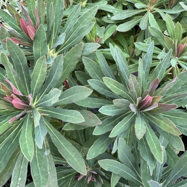Euphorbia 'Martinii' 2L