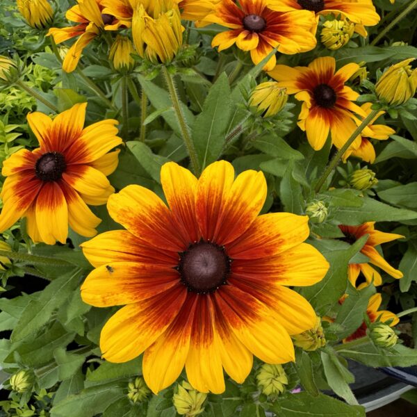 Rudbeckia Sunbeckia 'Luna'