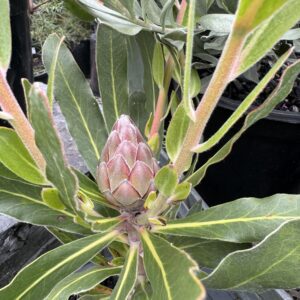 Protea 'Pink Ice' 2L