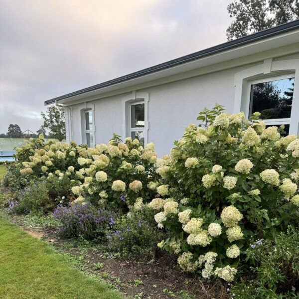 Hydrangea 'Limelight'  2L
