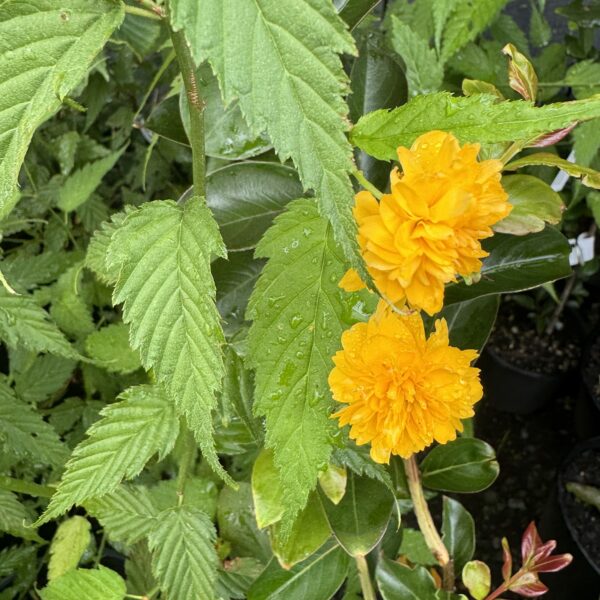 Kerria Japonica Pleniflora 2.5L