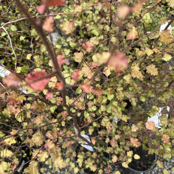 Nothofagus 'fusca'- NZ Native Red Beech 4L