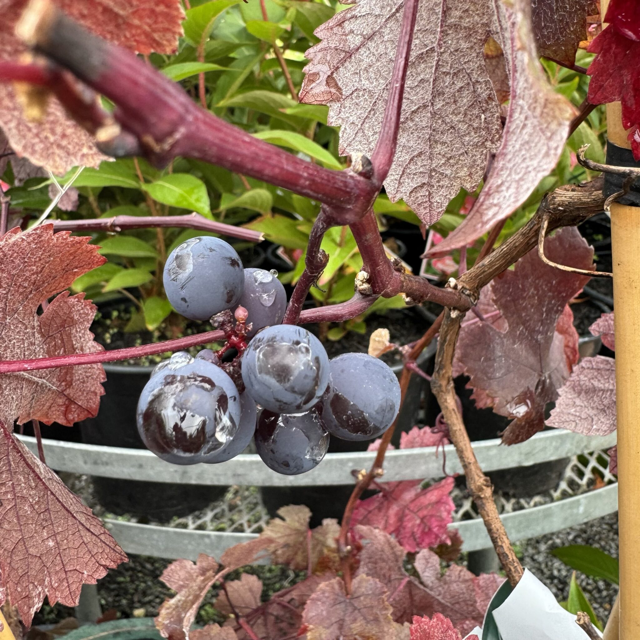 Vitis Vinifera Purpurea Ornamental Grape Vine Lushingtons