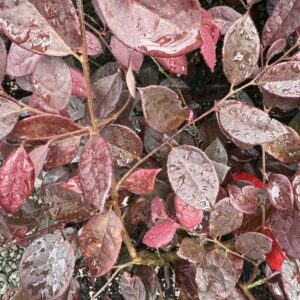 Loropetalum Plum Delight 2L