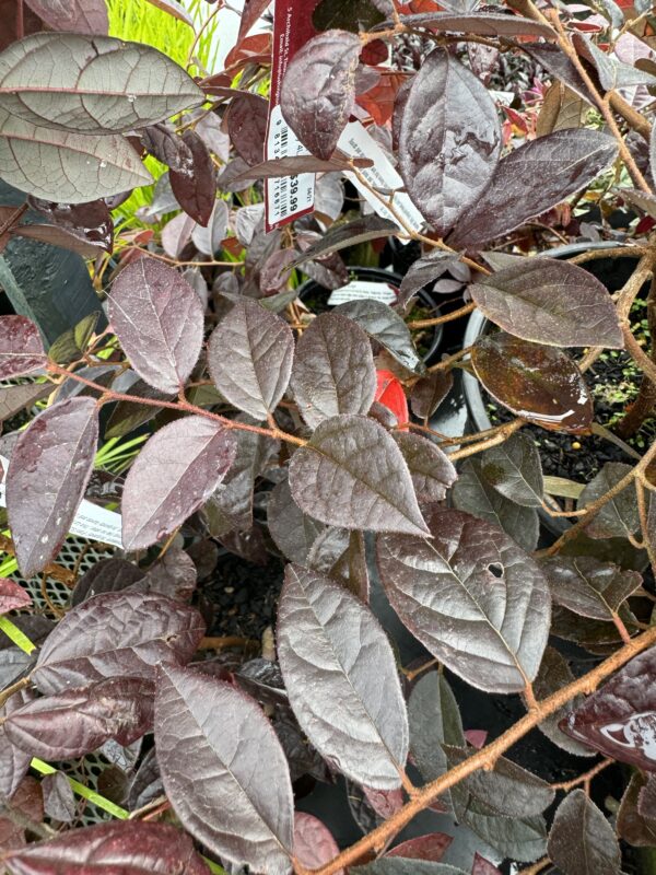 Loropetalum Burgundy 2L