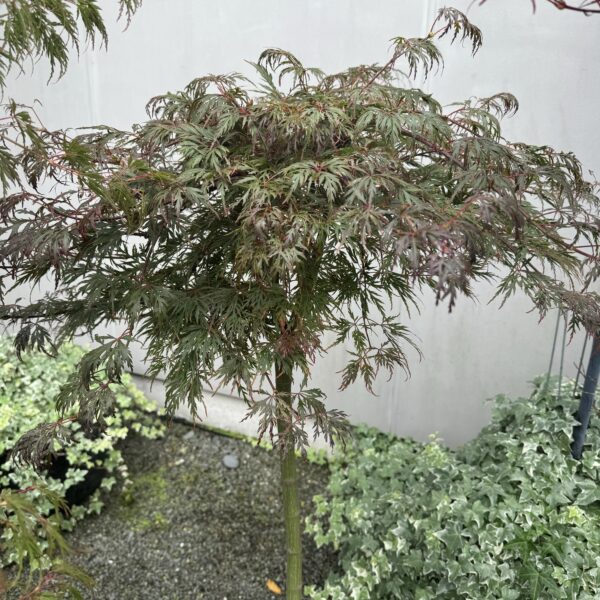 Acer palmatum 'Orangeola' topiary 100cm