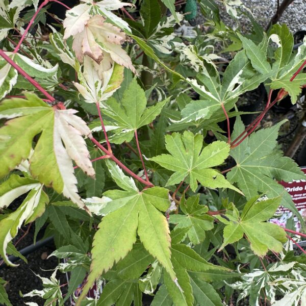 Acer palmatum 'Oridi Nishiki' Japanese Maple). pb28