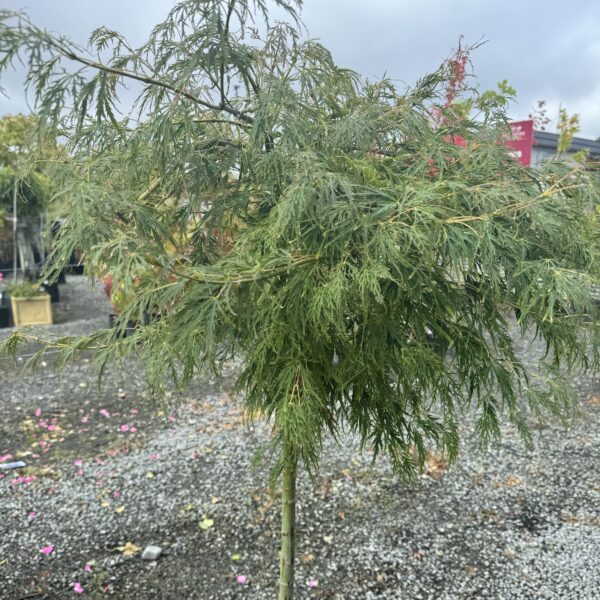 Acer palmatum dissectum ‘Viridis’ Topiary 90-100cm - Image 2
