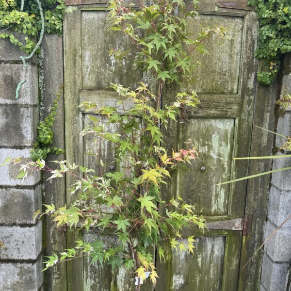 Acer palmatum 'Oridi Nishiki' Japanese Maple). pb28 - Image 2