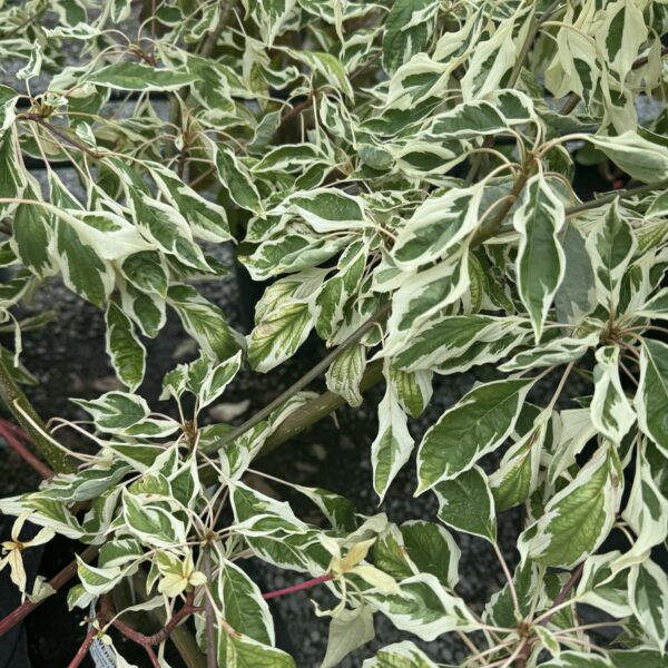 Cornus alternifolia 'Argentea' - Silver Pagoda Dogwood 25L