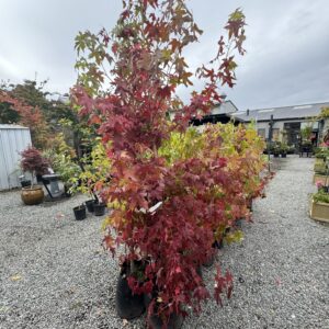 Liquidambar 'Styraciflua' 25L