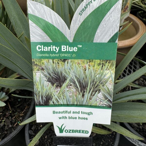 Dianella 'Clarity Blue' 2L