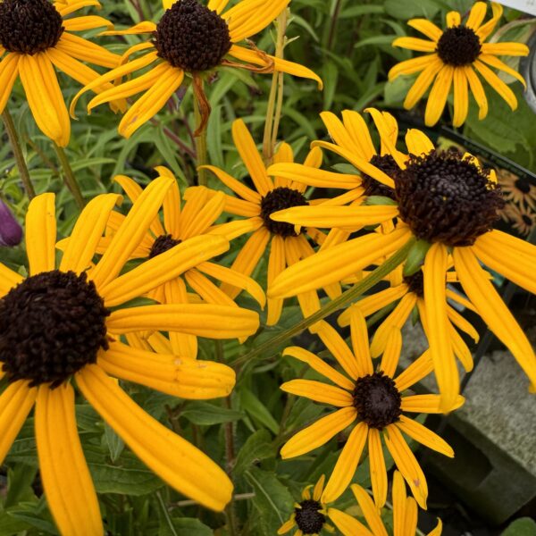 Rudbeckia 'Little Gold Star' 14cm