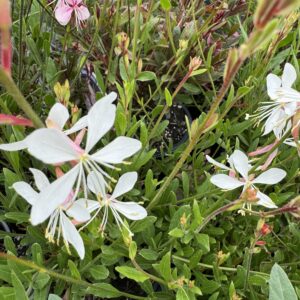 Gaura 'Sparkle White' 1.5L