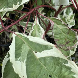 Cornus alba 'Elegantissima'
