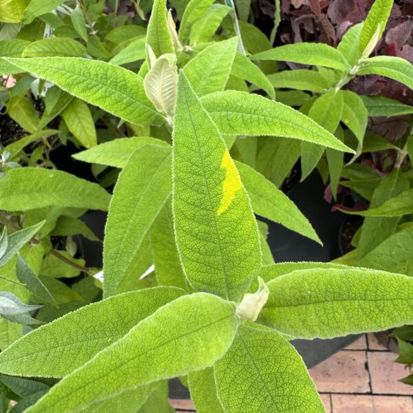 Buddleja Glow Lime
