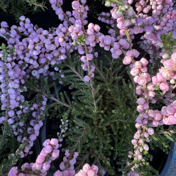 Calluna 'Elsie Pernel' 1.5L