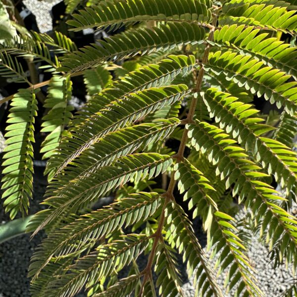 Albizia 'Julibrissin Rosea' 4L