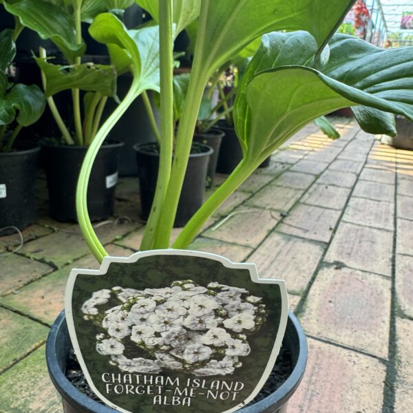 Myosotidium Hortensia 'Alba' Chatham Island Forget-me-not