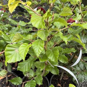 Fagus Syla English beech 4L
