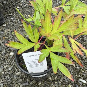 Peony 'Delavayi' 2L - Tree Peony; Dian mu dan