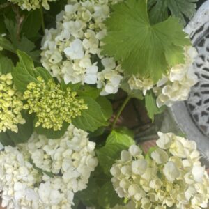 Hydrangea 'Annabelle' 2L