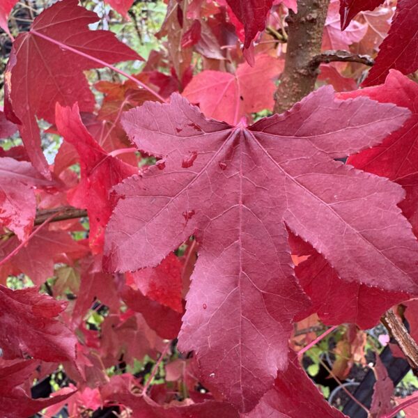 Liquidamber Styraciflua 6L