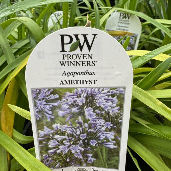 Agapanthus 'Amethyst' 1.2L