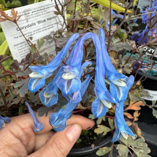 Corydalis 'Blue Heron' 2L
